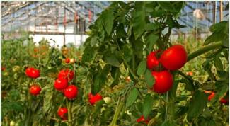 hydroponic-tomatoes